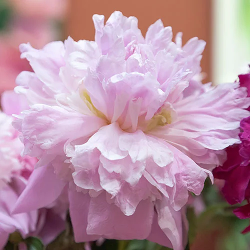 gardeningdirect2990128