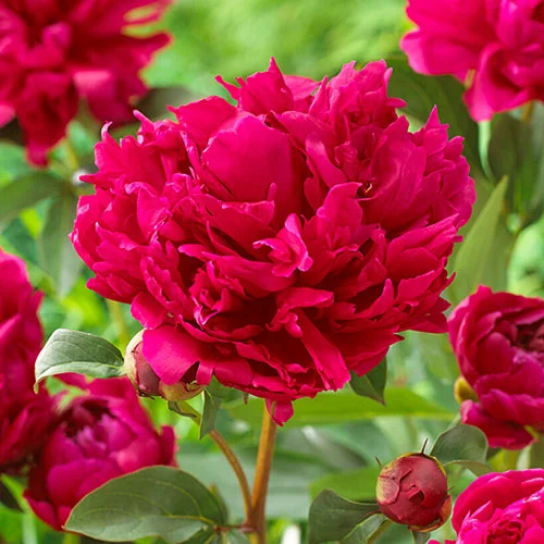 gardeningdirect2990150
