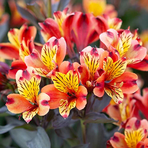 gardeningdirect2990214