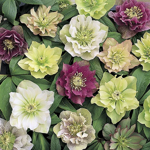 gardeningdirect2990260