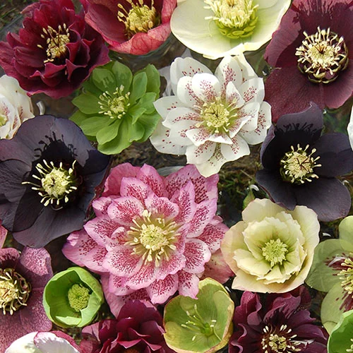 gardeningdirect2990300
