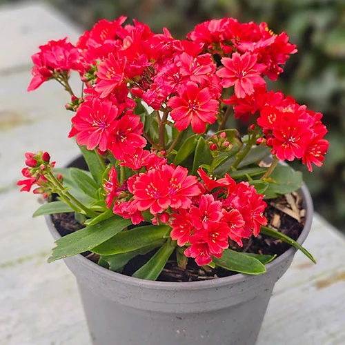 gardeningdirect2990320