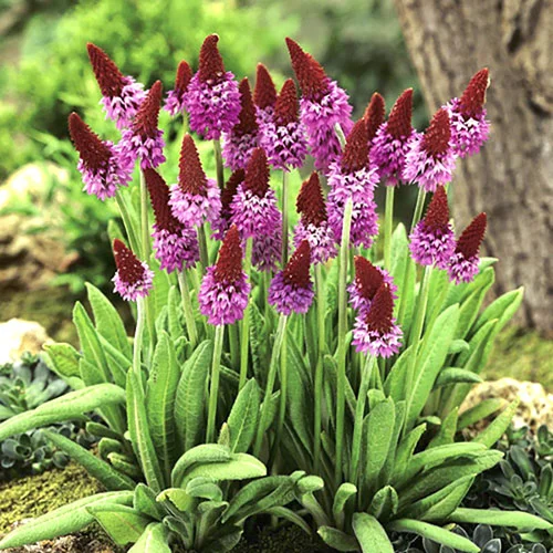 gardeningdirect2990339