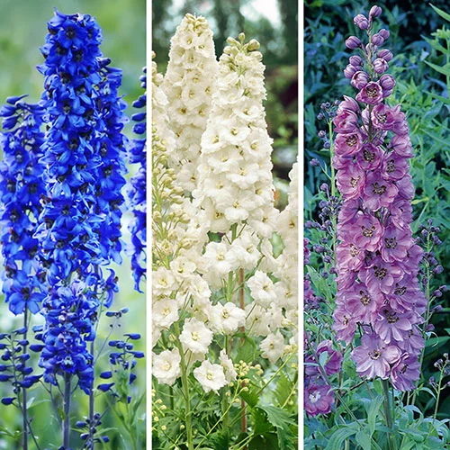 gardeningdirect2990380