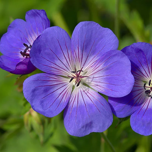 gardeningdirect2990416