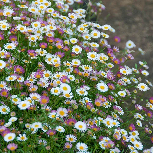 gardeningdirect2990487