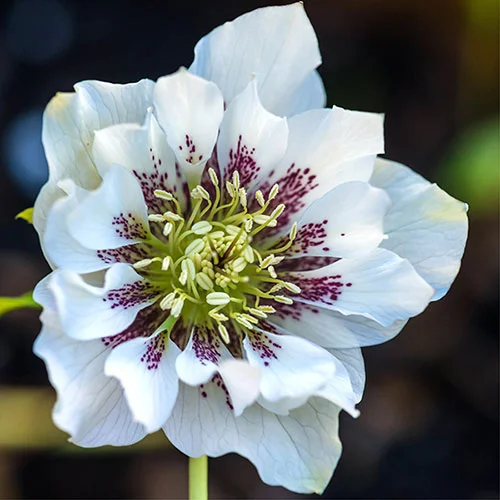 gardeningdirect2990556