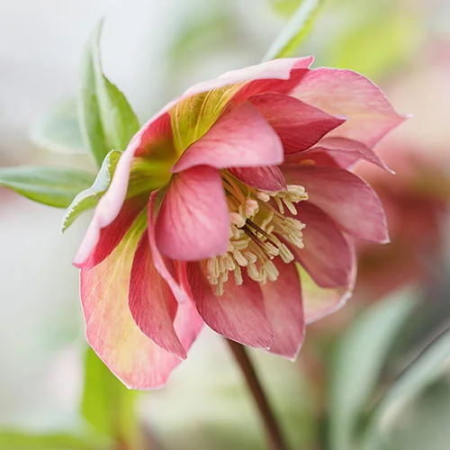 gardeningdirect2990570