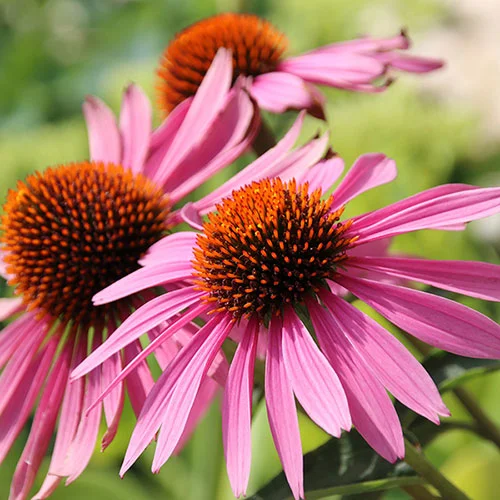 gardeningdirect2990590