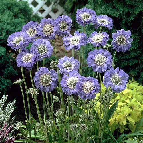 gardeningdirect2990613