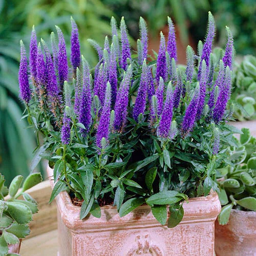 gardeningdirect2990670