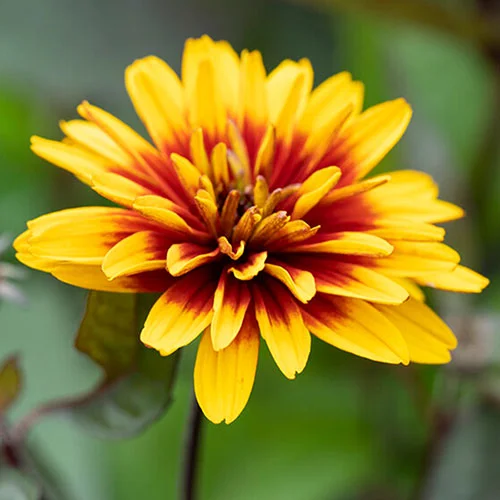 gardeningdirect2990721