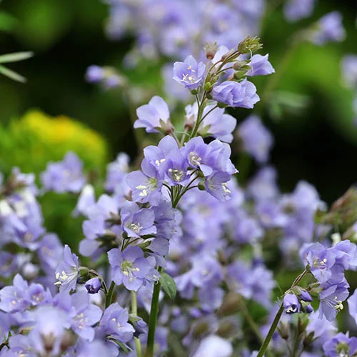 gardeningdirect2990804