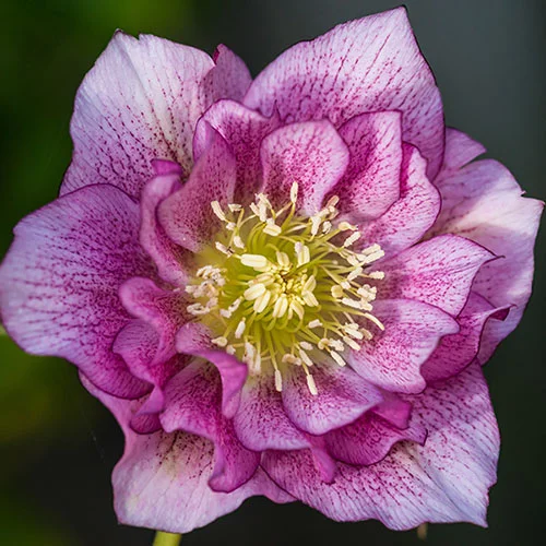 gardeningdirect2990869