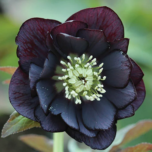 gardeningdirect2990886