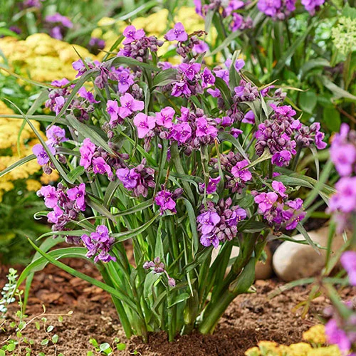 gardeningdirect2990912