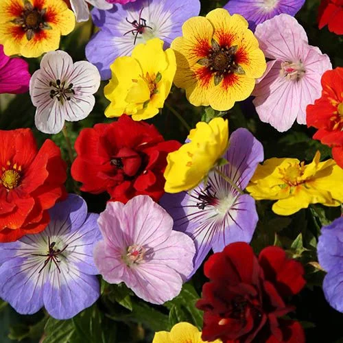 gardeningdirect2990933