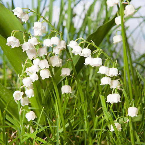 gardeningdirect2990951