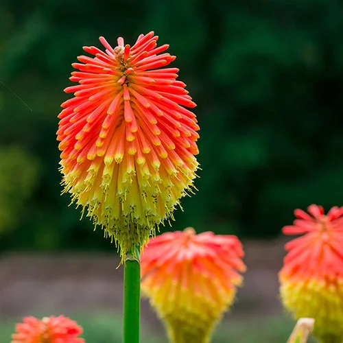 gardeningdirect2990967