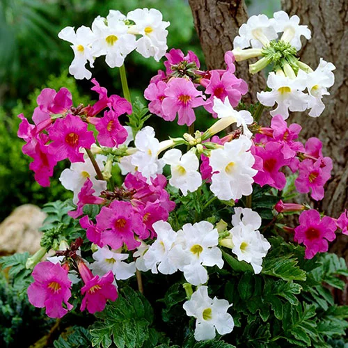 gardeningdirect2990992
