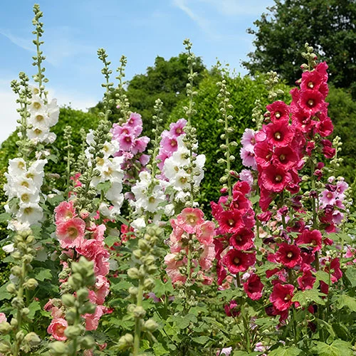 gardeningdirect2991006