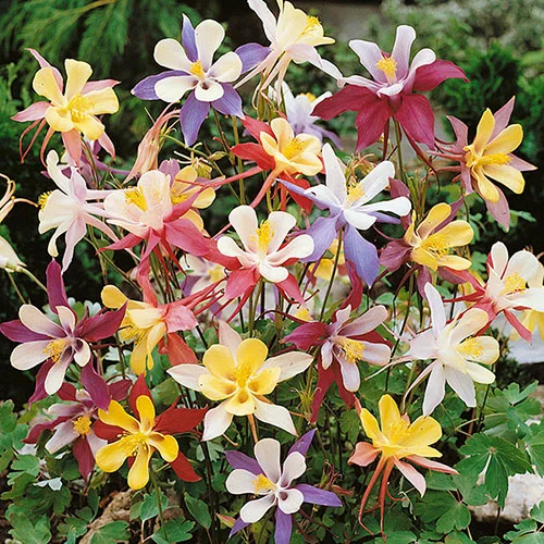 gardeningdirect2991030