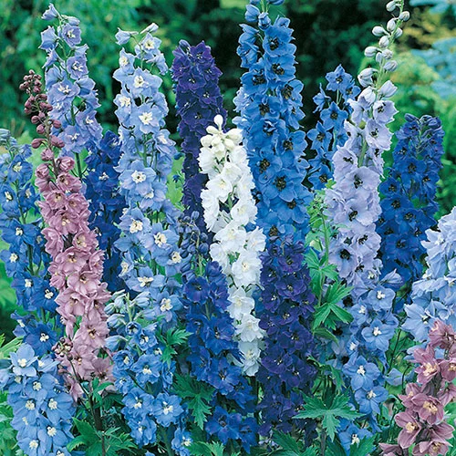 gardeningdirect2991070