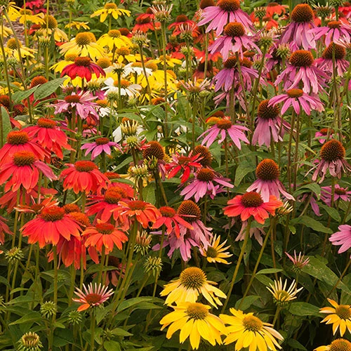 gardeningdirect2991094