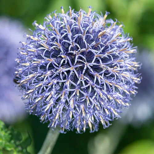 gardeningdirect2991115
