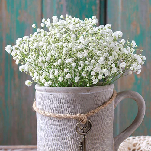 gardeningdirect2991131
