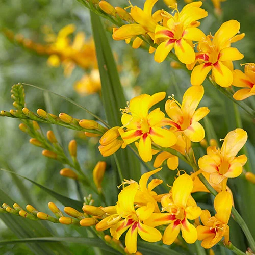gardeningdirect2991168