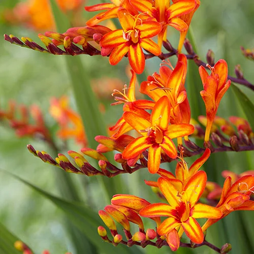 gardeningdirect2991187
