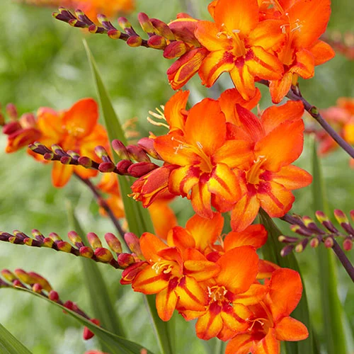 gardeningdirect2991208