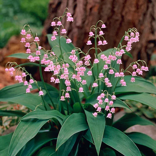 gardeningdirect2991226