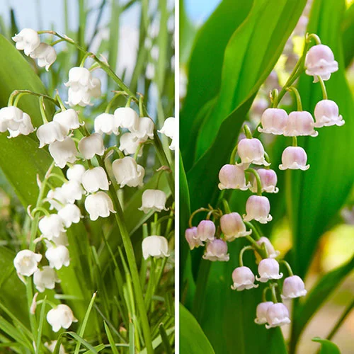 gardeningdirect2991265