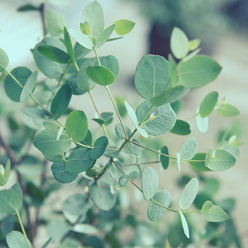 gardeningdirect2991282