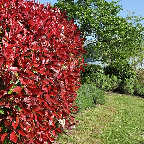 gardeningdirect2991336