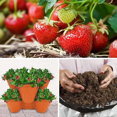 gardeningdirect2991369