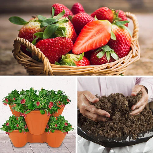 gardeningdirect2991389