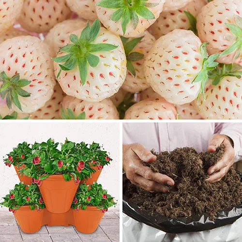 gardeningdirect2991406