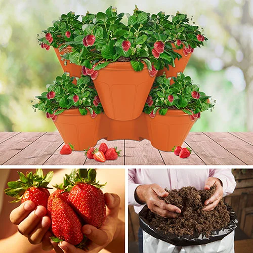 gardeningdirect2991421