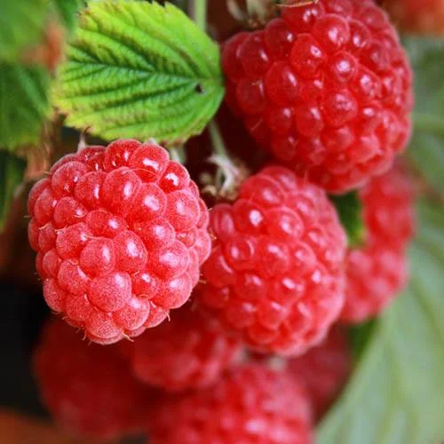 gardeningdirect2991584