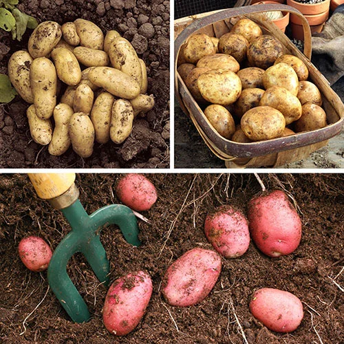 gardeningdirect2991826