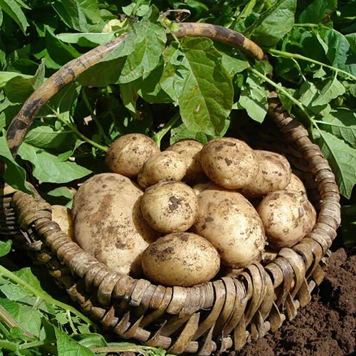 gardeningdirect2991847