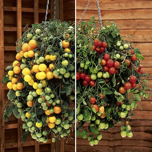 gardeningdirect2991908