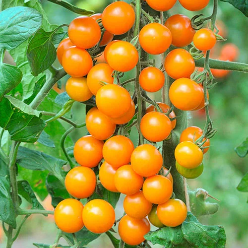 gardeningdirect2991932