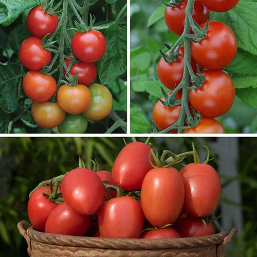 gardeningdirect2991977