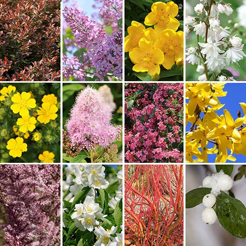 gardeningdirect2992021