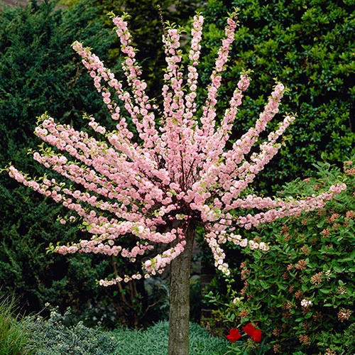 gardeningdirect2992040