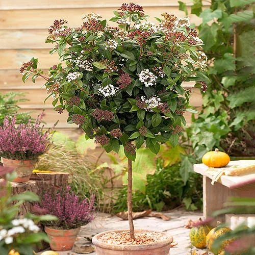 gardeningdirect2992060